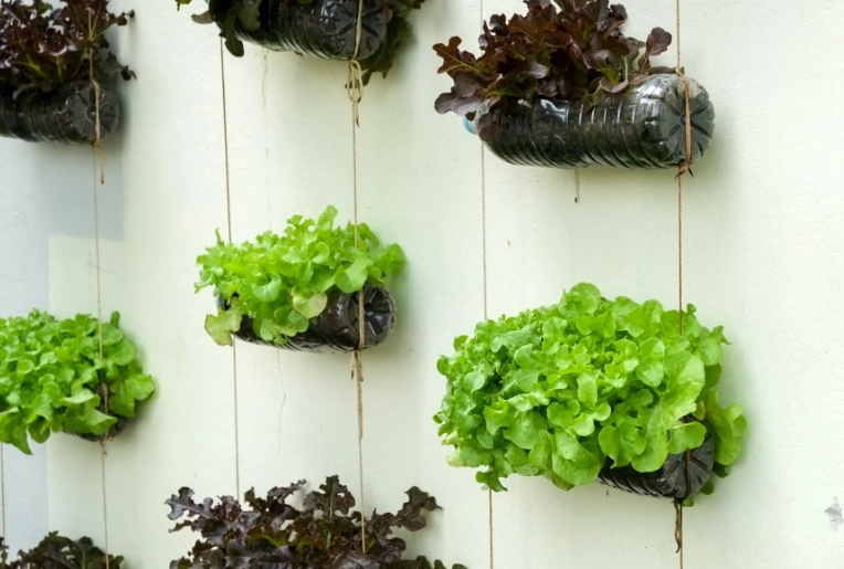 vertical gardening for beginners