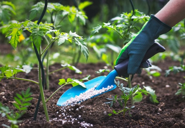 how to fertilize plants