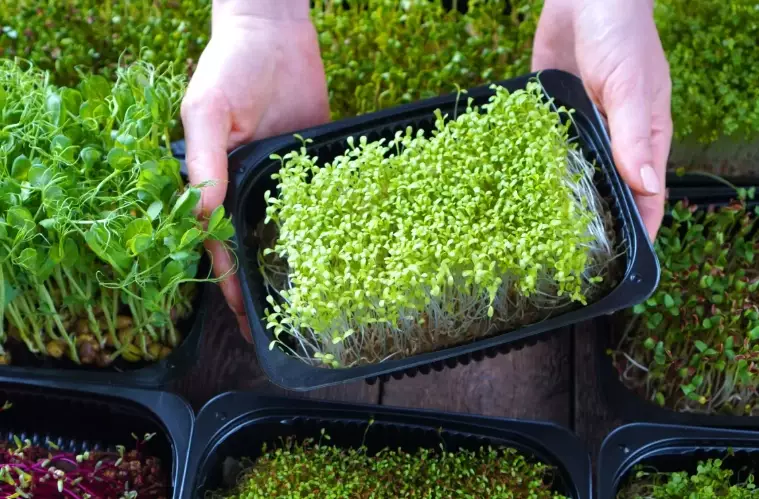 microgreens vs sprouts microgreens vs sprouts
