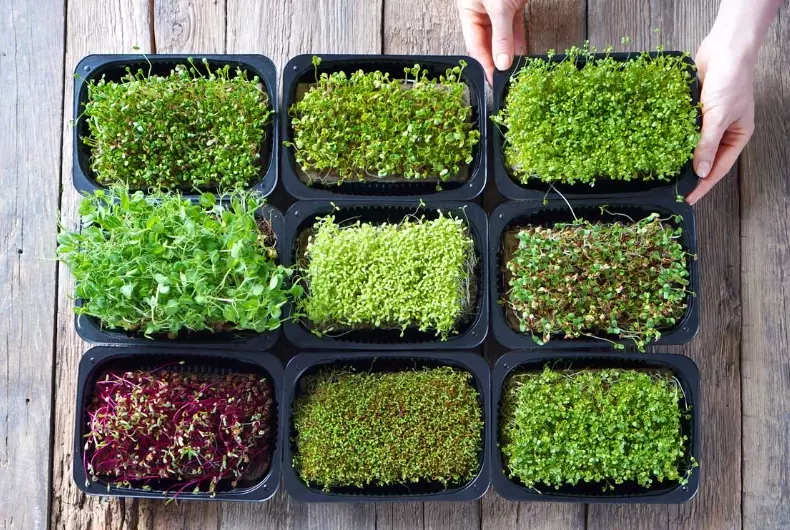 microgreens growing kit microgreens growing kit