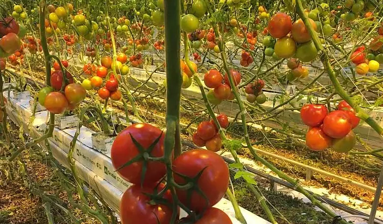 tomato trellis system tomato trellis system