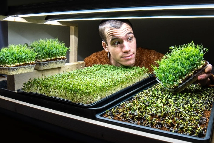 microgreens growing kit microgreens growing kit