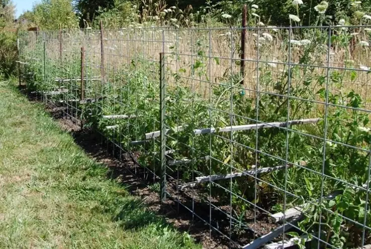 tomato trellis system tomato trellis system