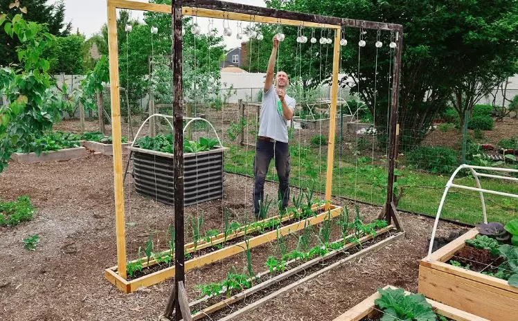 tomato plant support tomato plant support