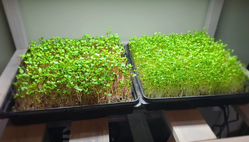 grow microgreens at home grow microgreens at home