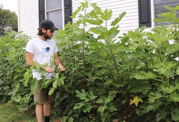 fig tree growing zones fig tree growing zones