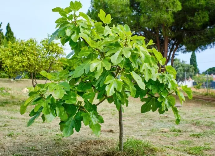 best climate for fig trees best climate for fig trees