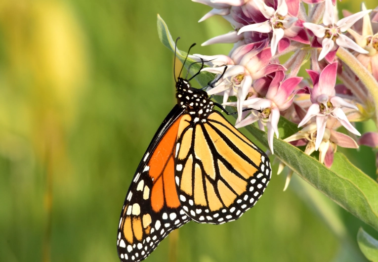 monarch butterfly milkweed