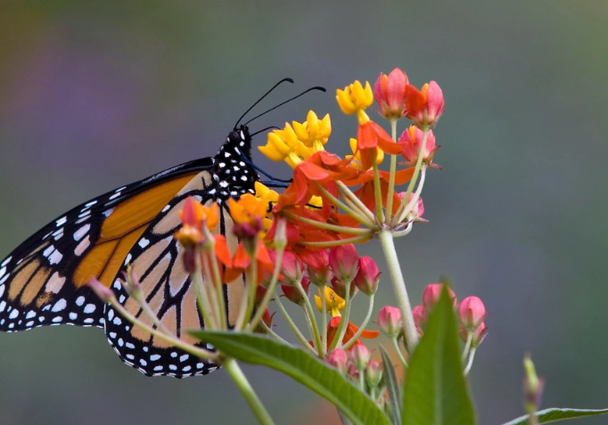 monarch butterfly host plant