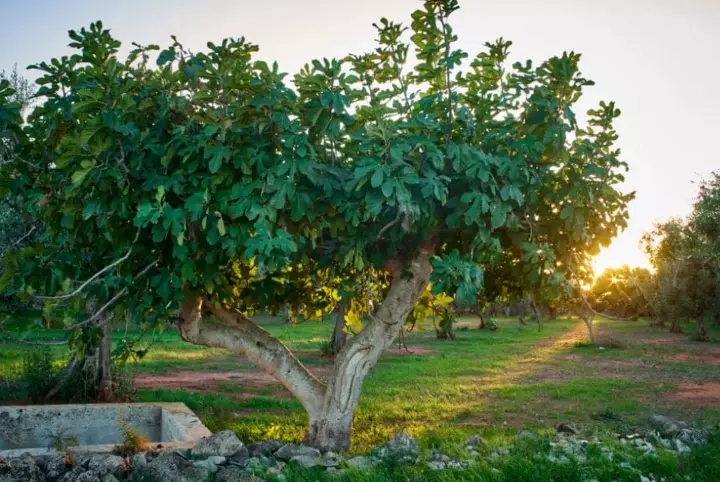 fig tree growing zones fig tree growing zones