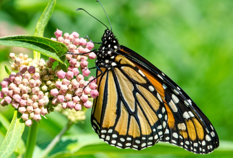 how to grow milkweed for monarchs