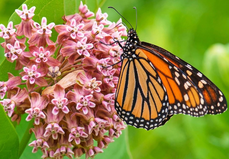 monarch butterfly host plant