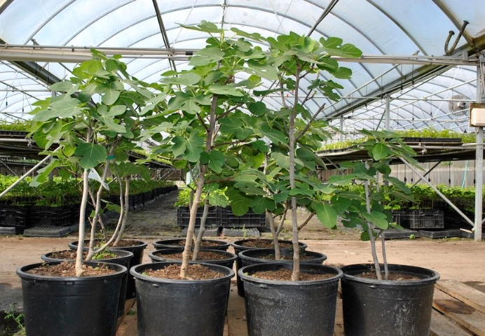 where to grow fig trees where to grow fig trees