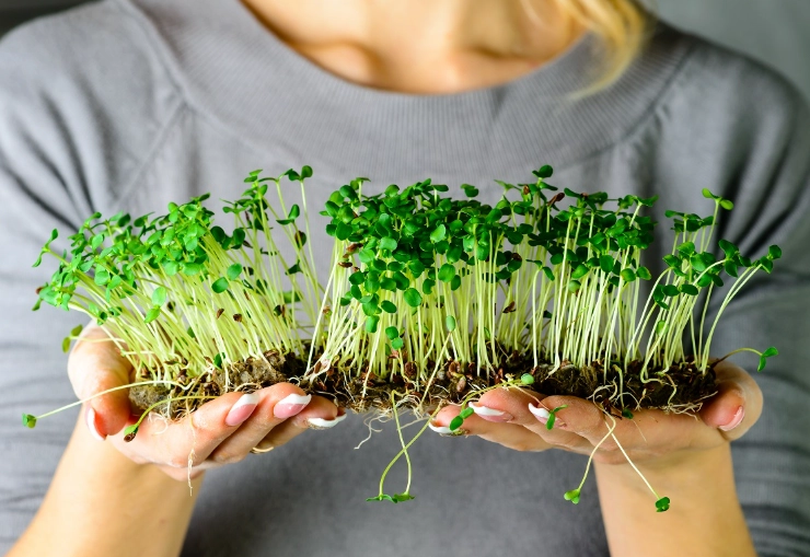 microgreens benefits microgreens benefits
