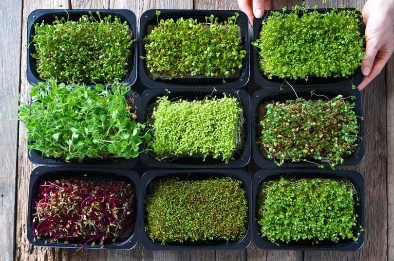 micro greens nutrition micro greens nutrition