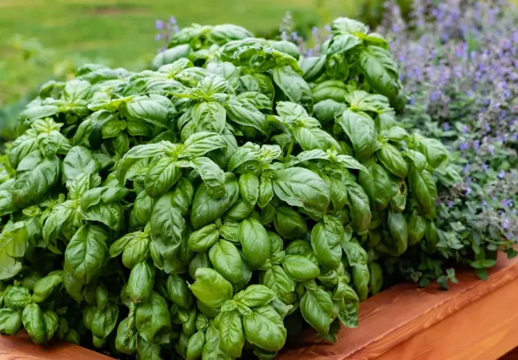 how to grow basil