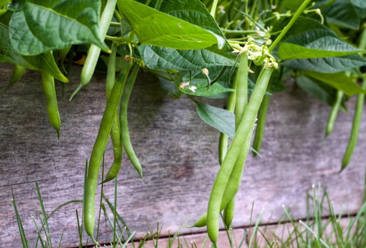 green bean plant care
