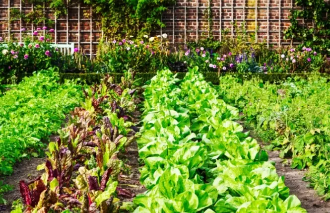 vegetable gardening for beginners