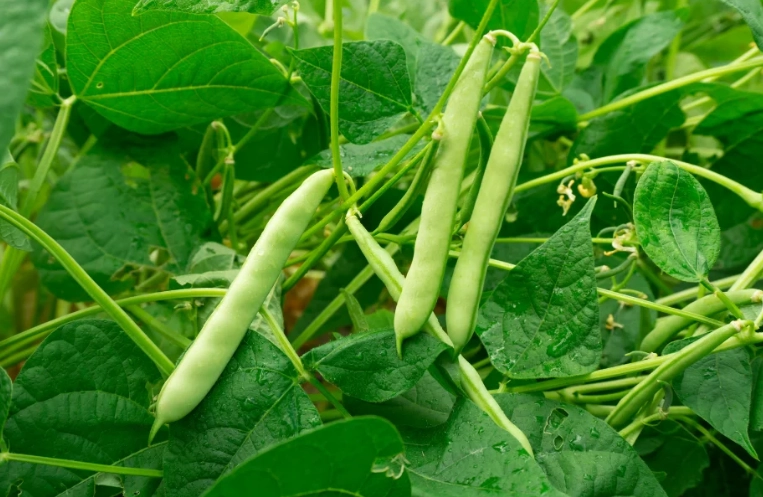 green bean plant care