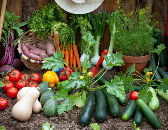 how to start a vegetable garden