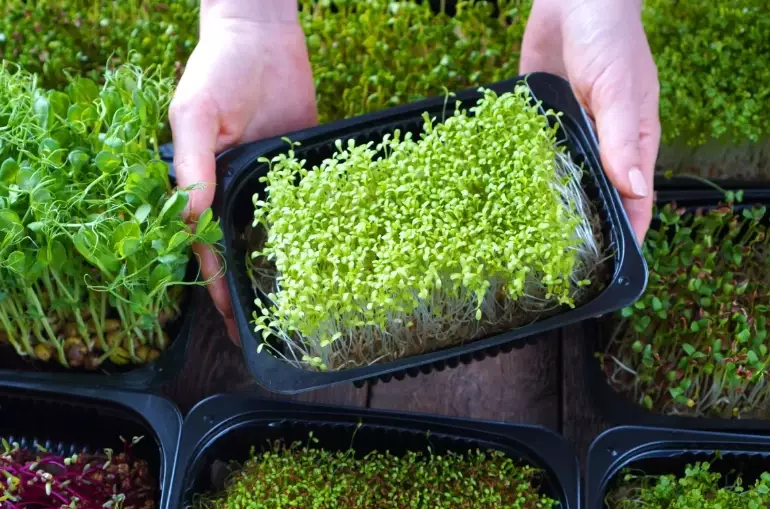 how to grow microgreens how to grow microgreens
