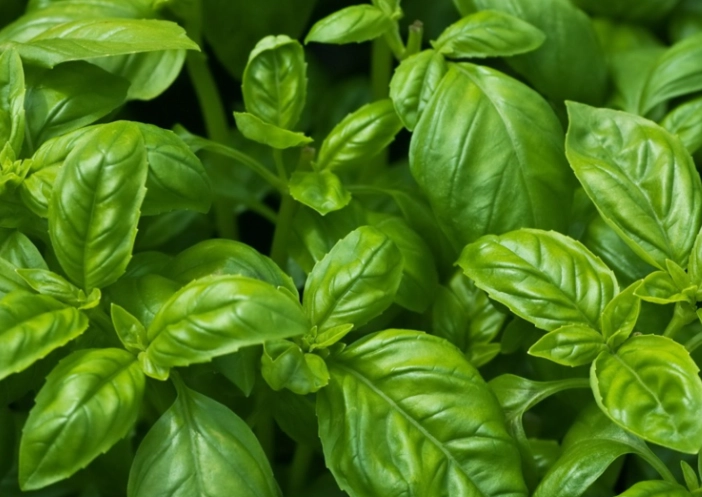 basil plant care