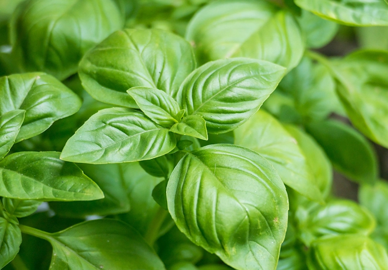 benefits of basil