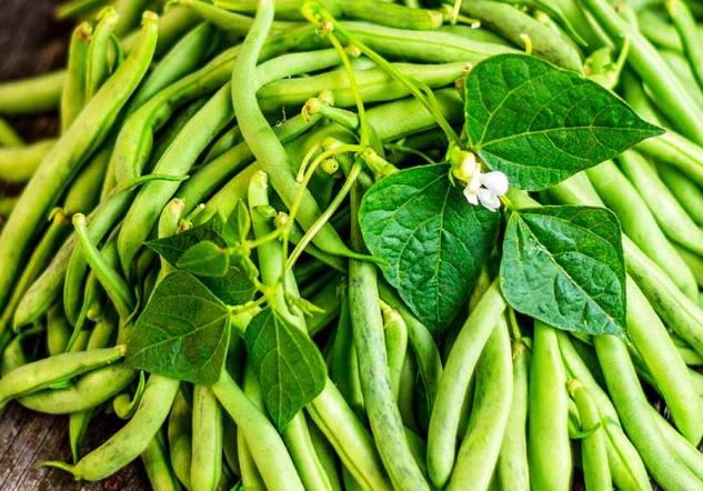 growing green beans