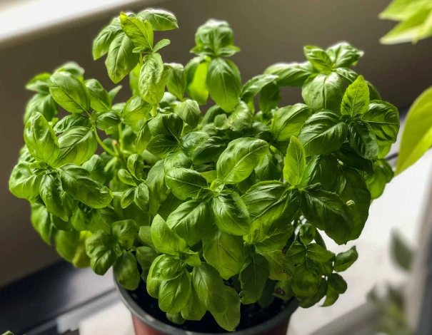 basil plant care