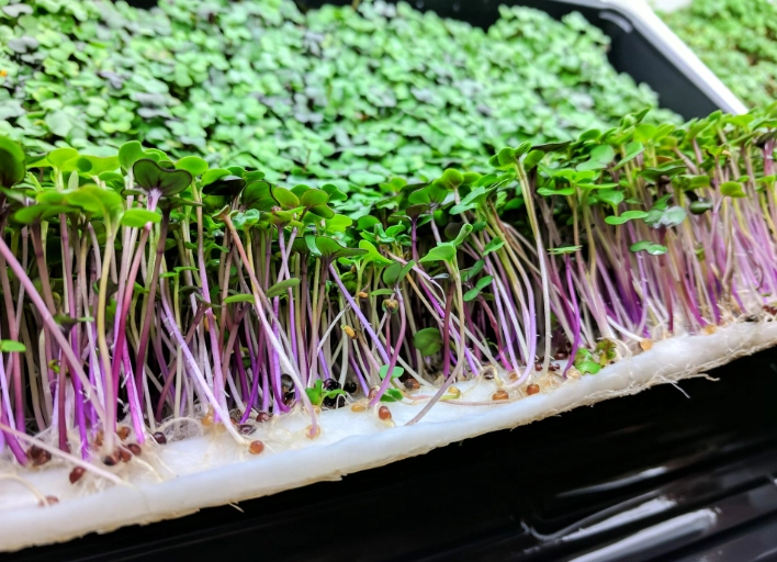 micro greens nutrition micro greens nutrition