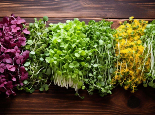 microgreens benefits microgreens benefits