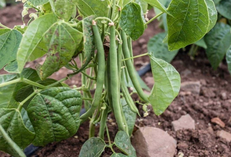 growing green beans