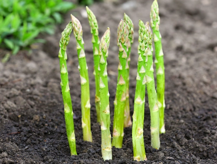 asparagus yield per plant