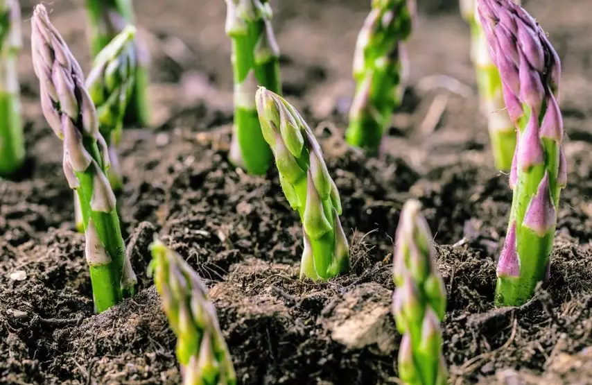 how much asparagus per plant