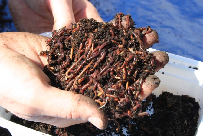 vermicomposting for beginners