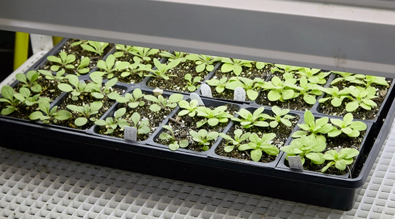 how to harden off plants