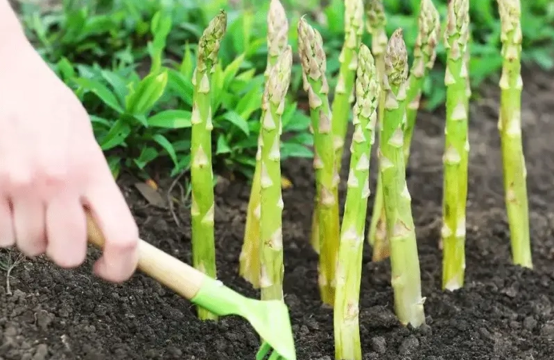 grow asparagus from cuttings grow asparagus from cuttings