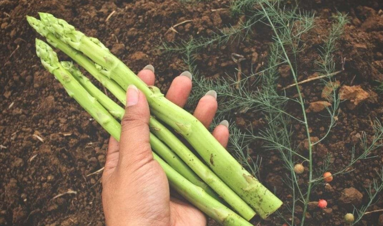 asparagus crown division asparagus crown division