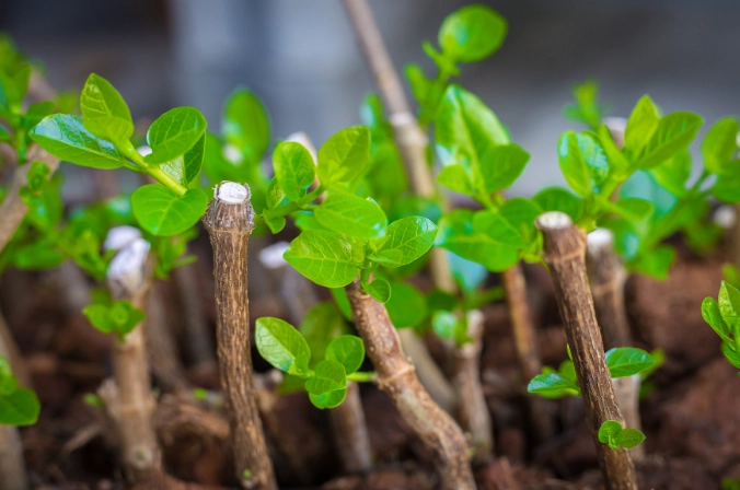 how to propagate plants from cuttings