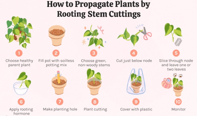 how to propagate plants from cuttings