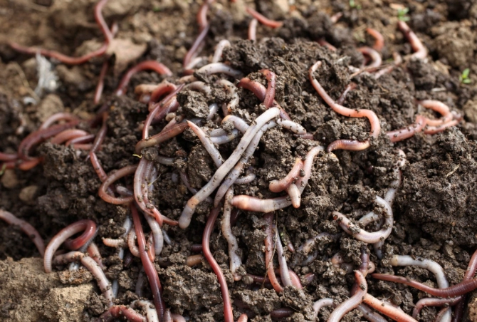 vermicomposting for beginners