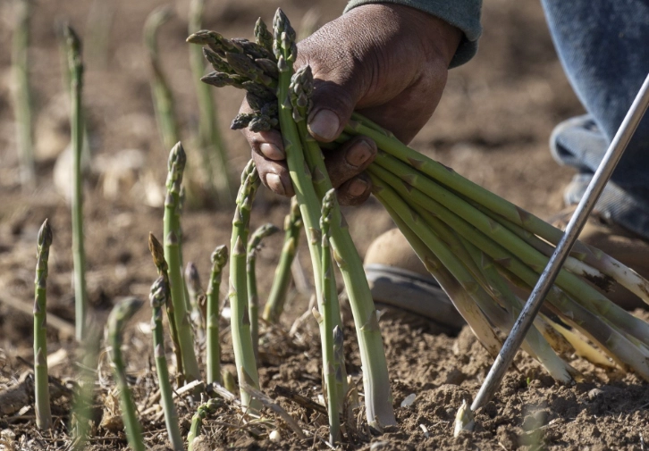 asparagus propagation asparagus propagation