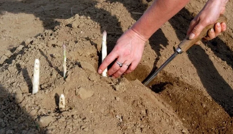 asparagus propagation asparagus propagation