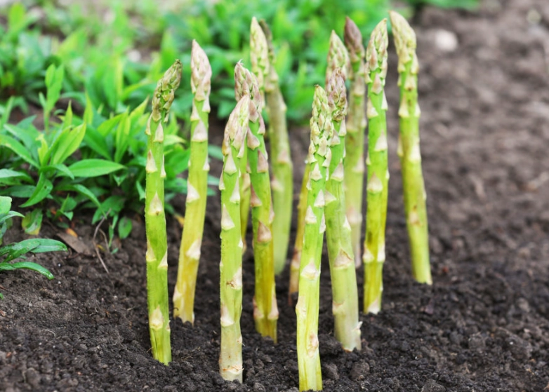 how much asparagus per plant