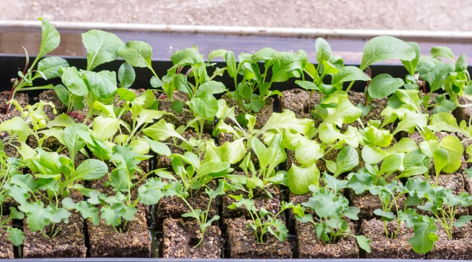 hardening off seedlings