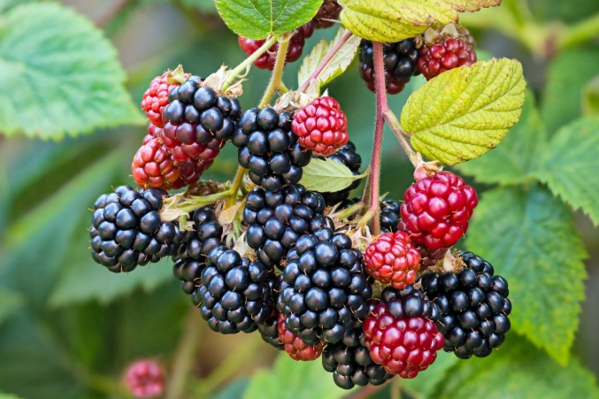 berry growing for beginners