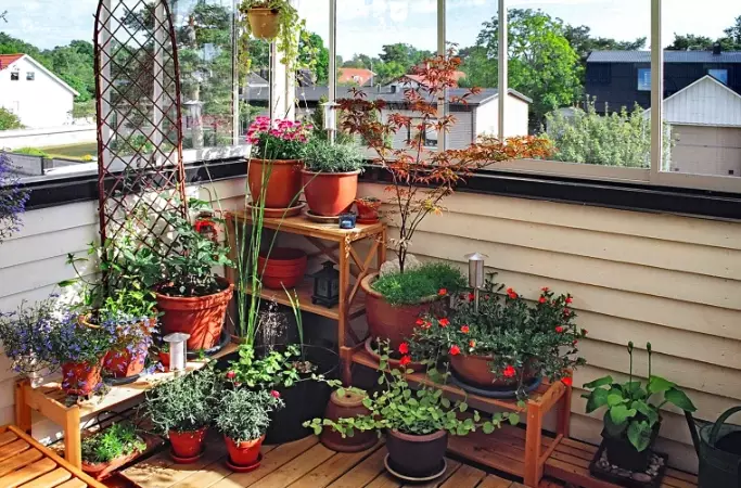 balcony gardening for beginners