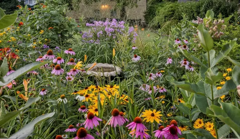 benefits of native plants benefits of native plants