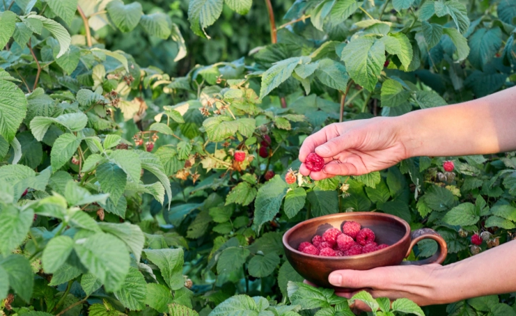 how to grow berries