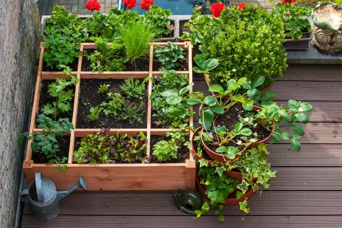 container gardening tips